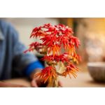 LEGO Botanicals - Bonsaj – Japonský červený javor