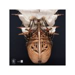 OCCRE HMS Victory 1:87 kit