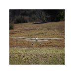 E-flite Conscendo 2.0m BNF Basic AS3X+  SAFE Select