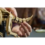 LEGO Jurassic World - Dinosauří fosilie: Triceratops